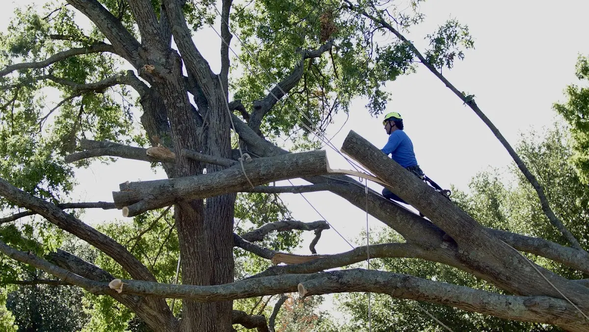 Professional Hazardous Tree Removal performed by certified arborists in Mc Carr
