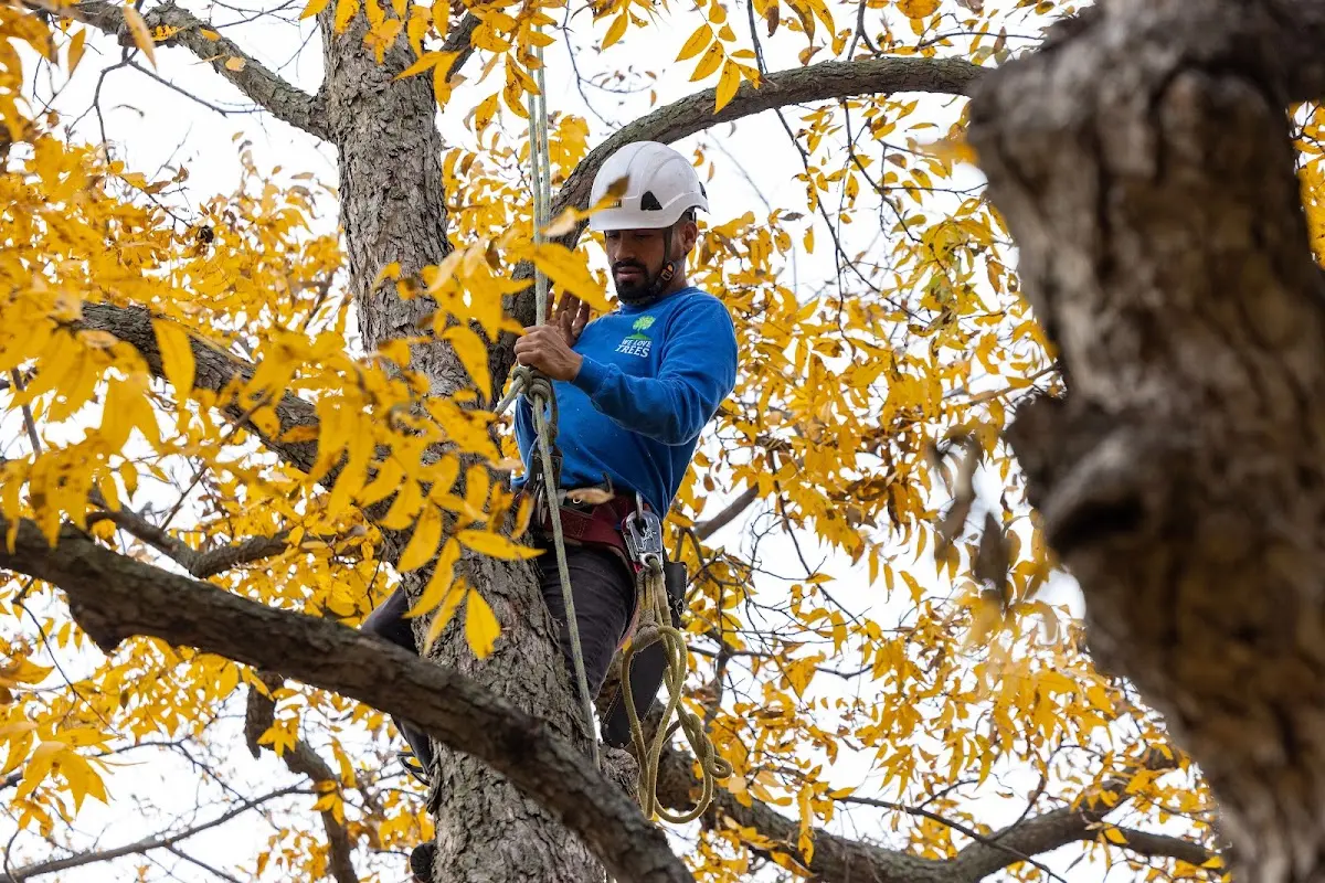 Skilled Storm Damage Cleanup crew working in Mc Carr