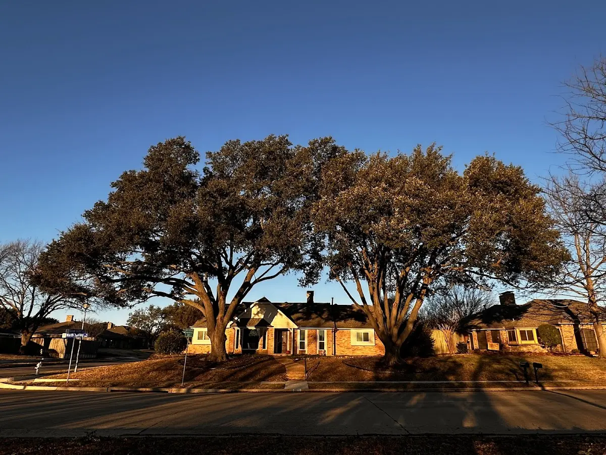 Established residential canopy tree shading a home in Mc Carr
